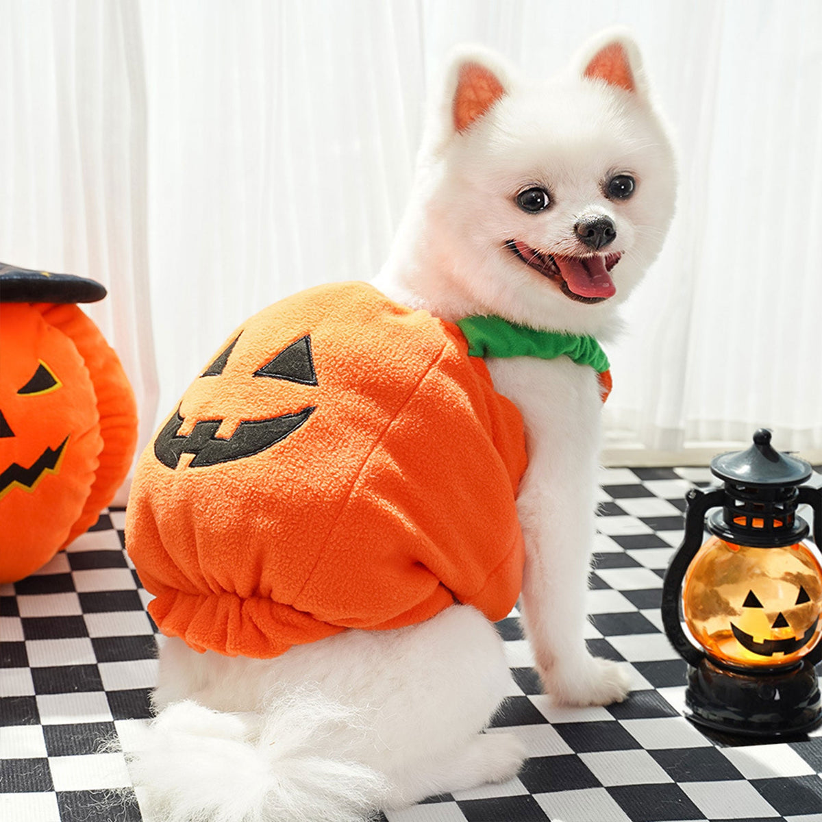 Pumpkin Halloween Costume Set: The Cutest Festive Look for Your Fur Baby