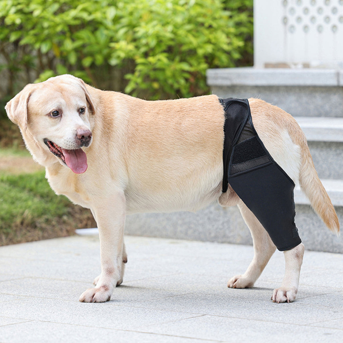 Adjustable Dog Leg Joint Knee Brace, Neoprene Canine Leg Support Sleeve for Injury Recovery, Post Surgery Protection & Arthritis Relief, Fits All Four Legs