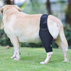 Adjustable Dog Leg Joint Knee Brace, Neoprene Canine Leg Support Sleeve for Injury Recovery, Post Surgery Protection & Arthritis Relief, Fits All Four Legs
