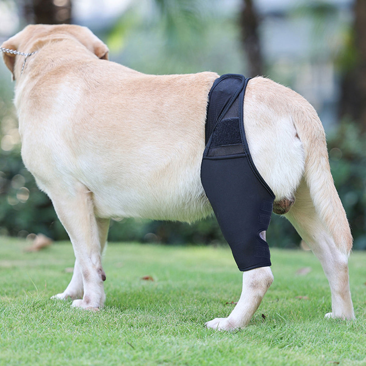 Adjustable Dog Leg Joint Knee Brace, Neoprene Canine Leg Support Sleeve for Injury Recovery, Post Surgery Protection & Arthritis Relief, Fits All Four Legs